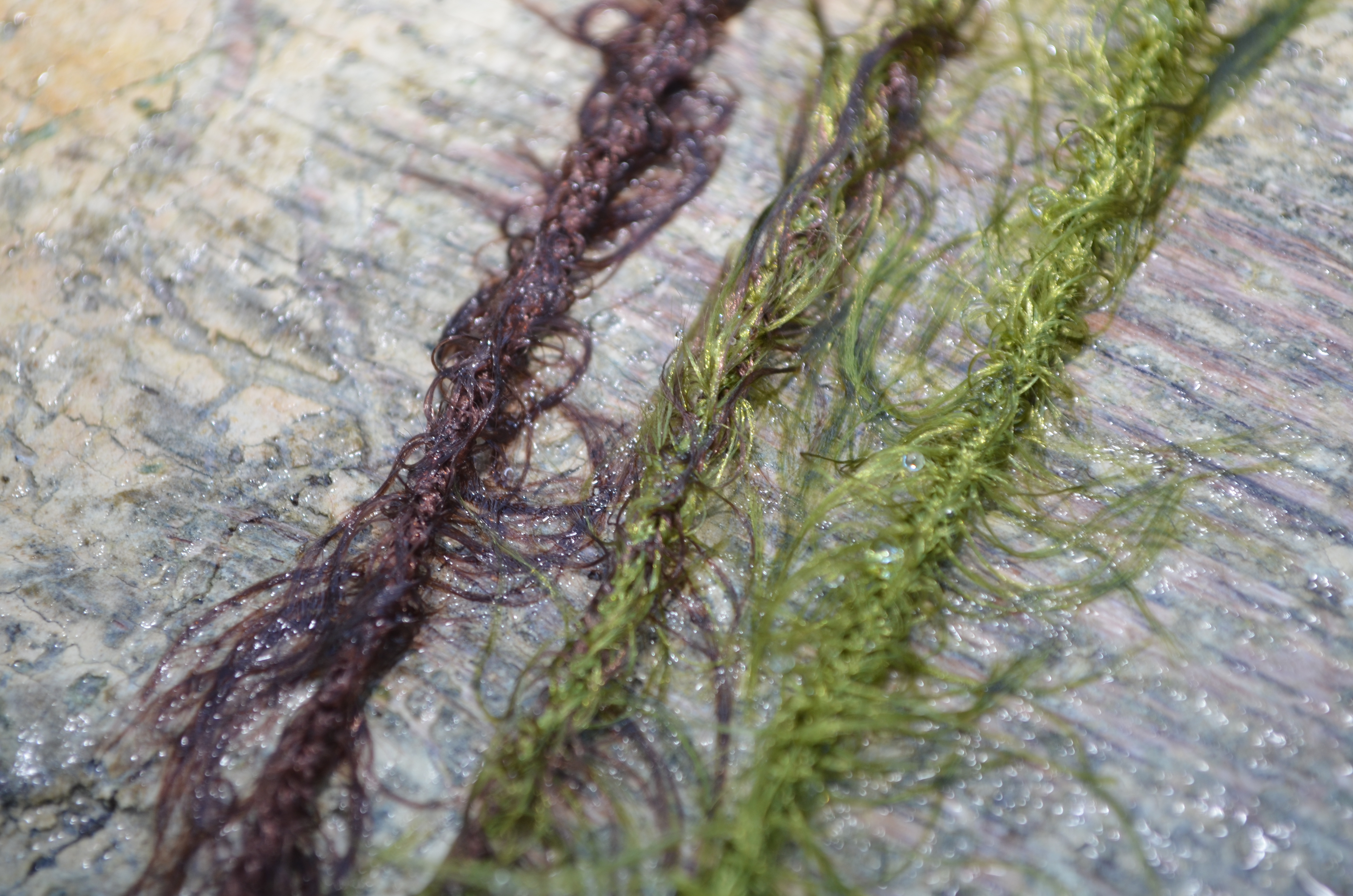 TRESSE WEEDLOOK LEADER ELITECH – Image 2