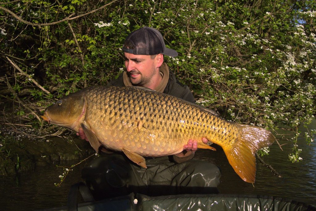 carpe en rivière