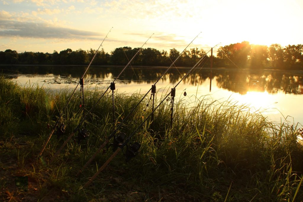 carpe en rivière