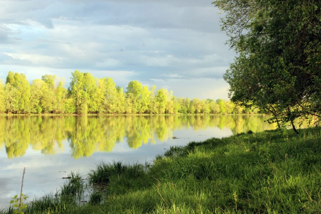 carpe en rivière