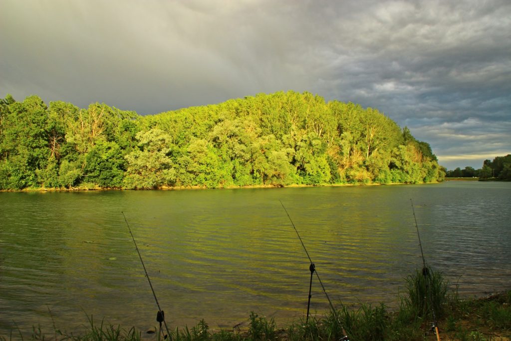 carpe en rivière
