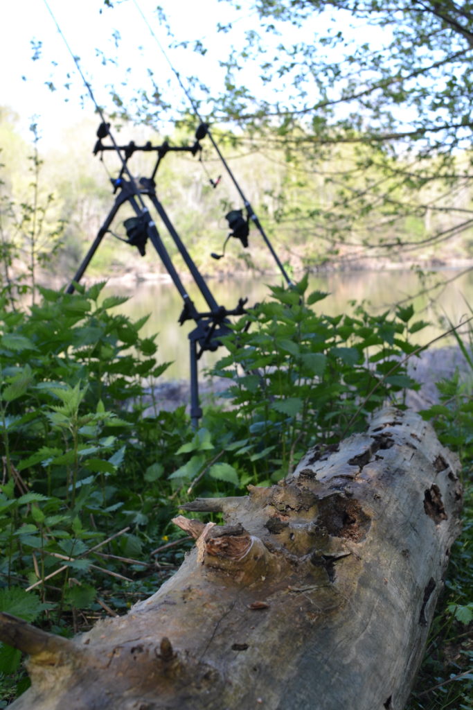 carpe en rivière encombrée