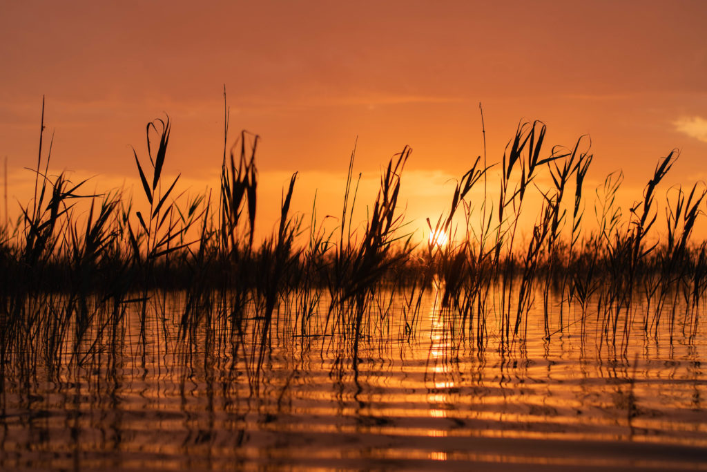 carpe en grand lac