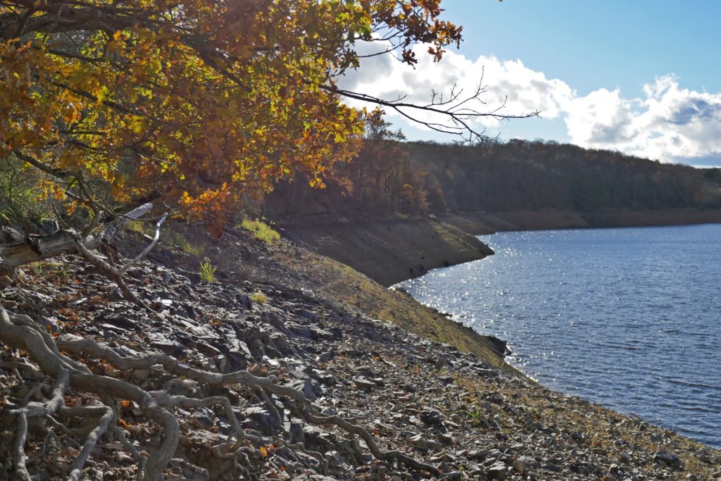 carpe en grand lac