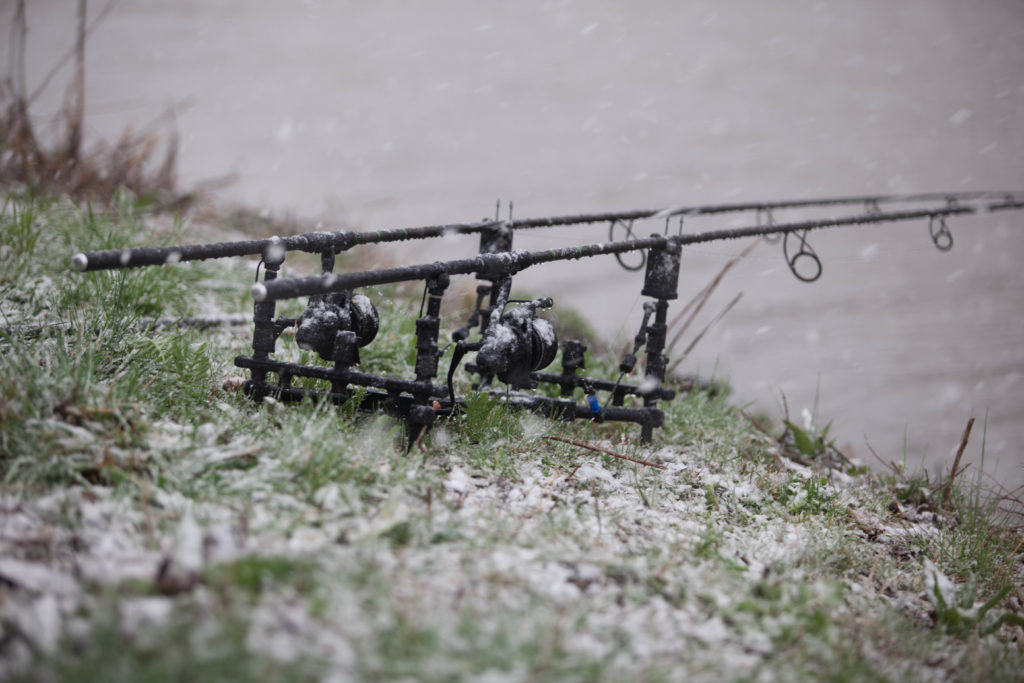 carpe en canal