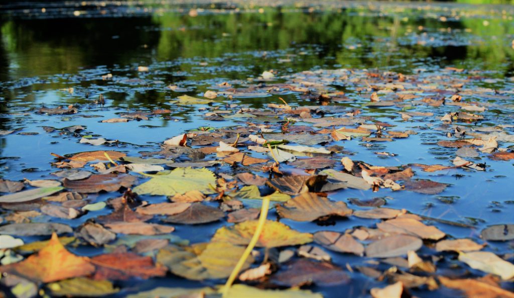 carpe en novembre