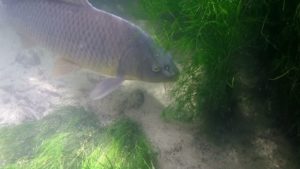 repérer des carpes