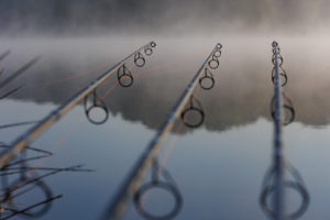débuter dans la pêche de la carpe