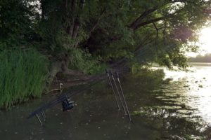 carpes avant la fraie