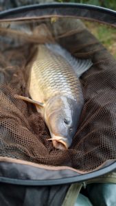 budget pour pêcher la carpe