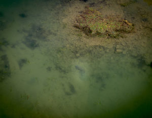 spots à carpe
